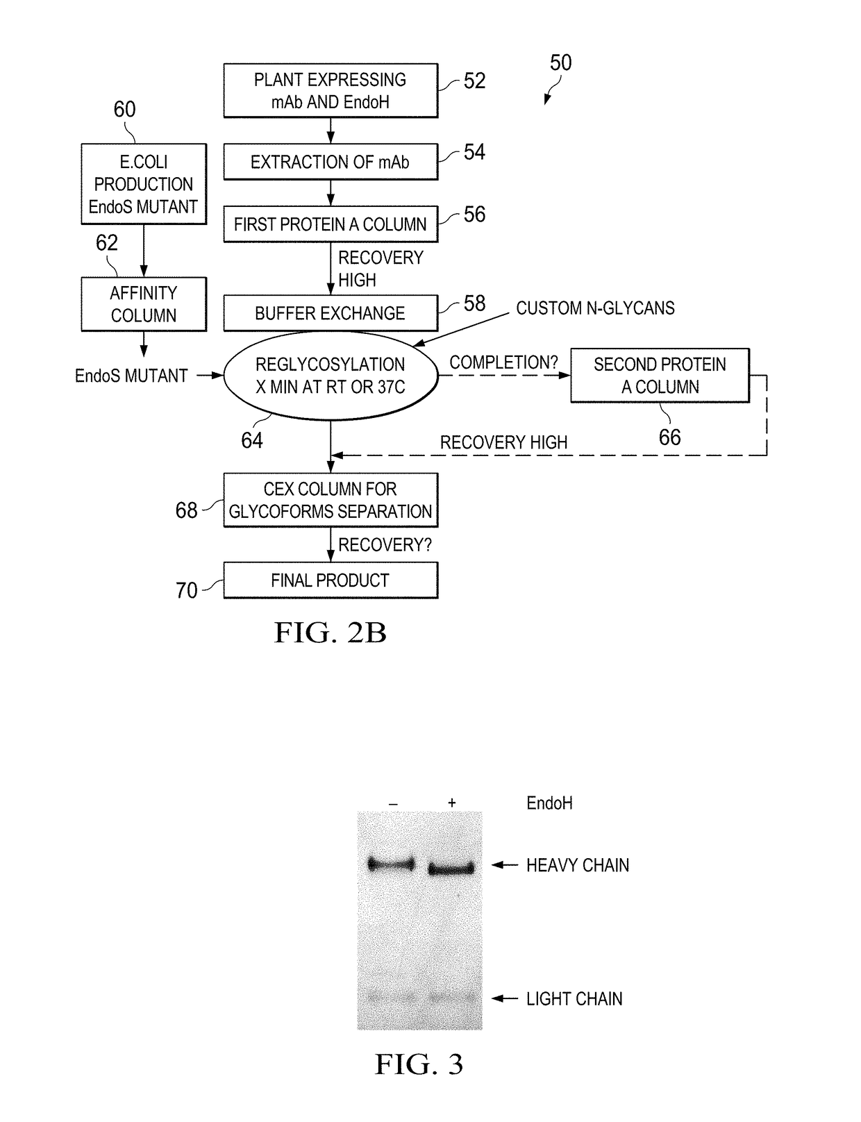 Method for in vivo production of deglycosylated recombinant proteins used as substrate for downstream protein glycoremodeling