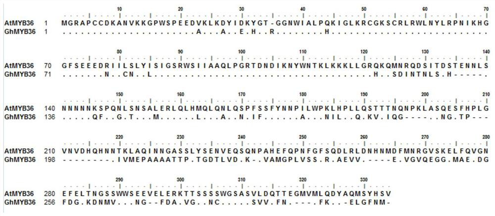 Application of ghmyb36 gene in improving plant resistance to Verticillium wilt