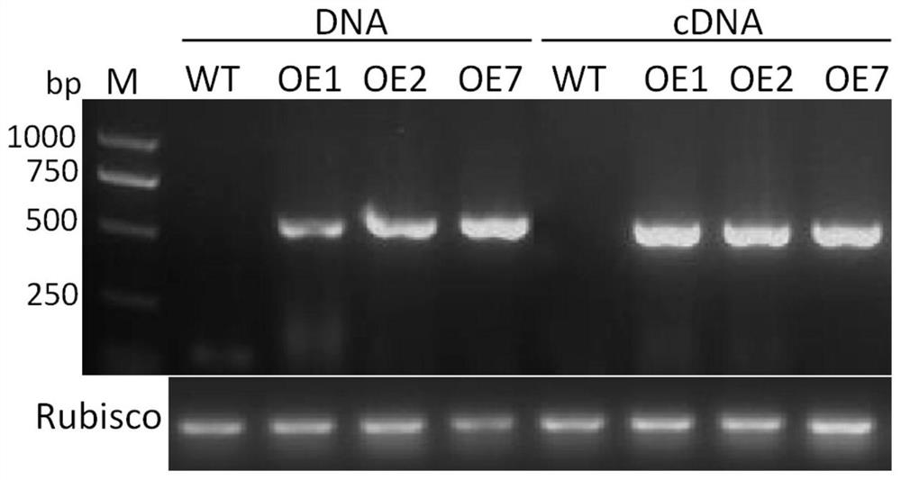 Application of ghmyb36 gene in improving plant resistance to Verticillium wilt