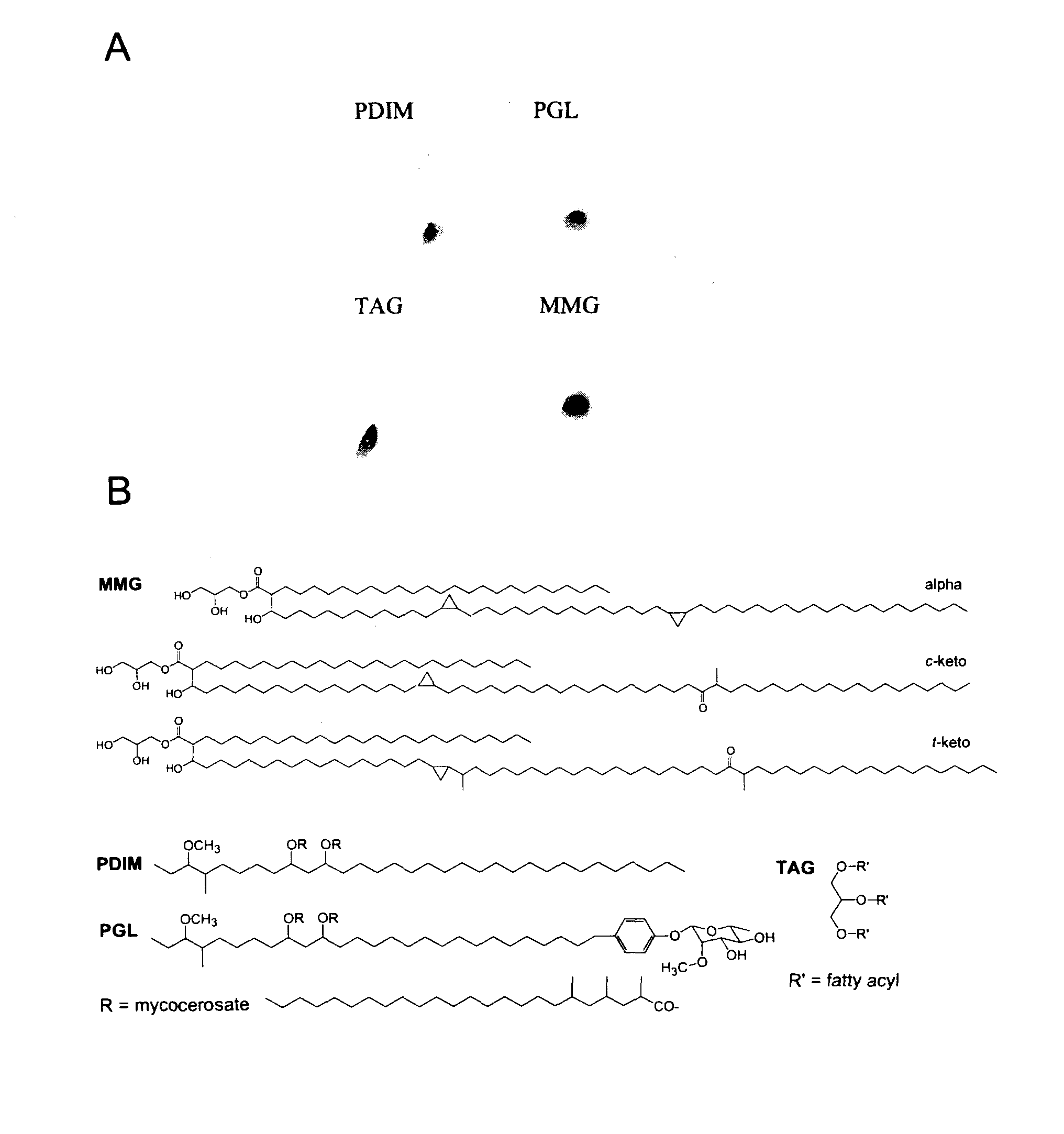 The use of monomycolyl glycerol (MMG) as an adjuvant