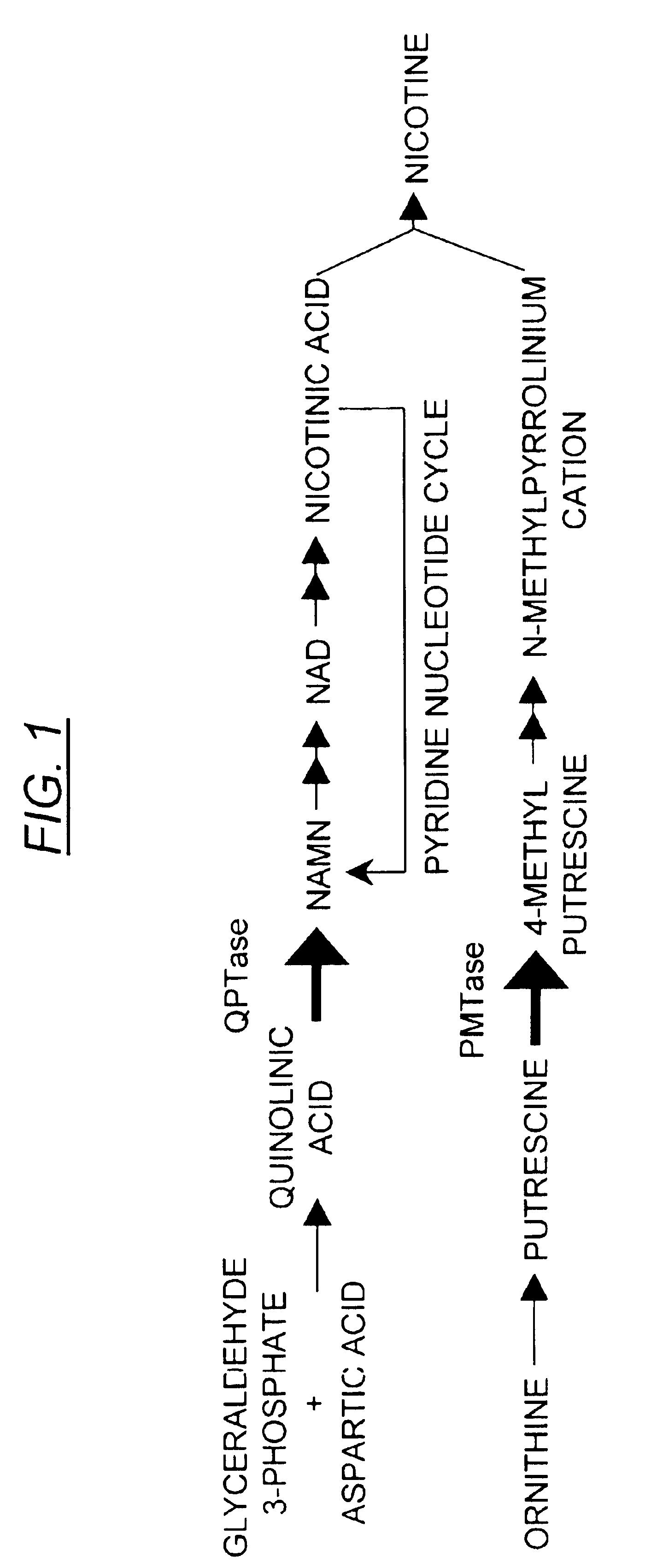 Promoter fragment that is recognized by the product of the tobacco Nic gene