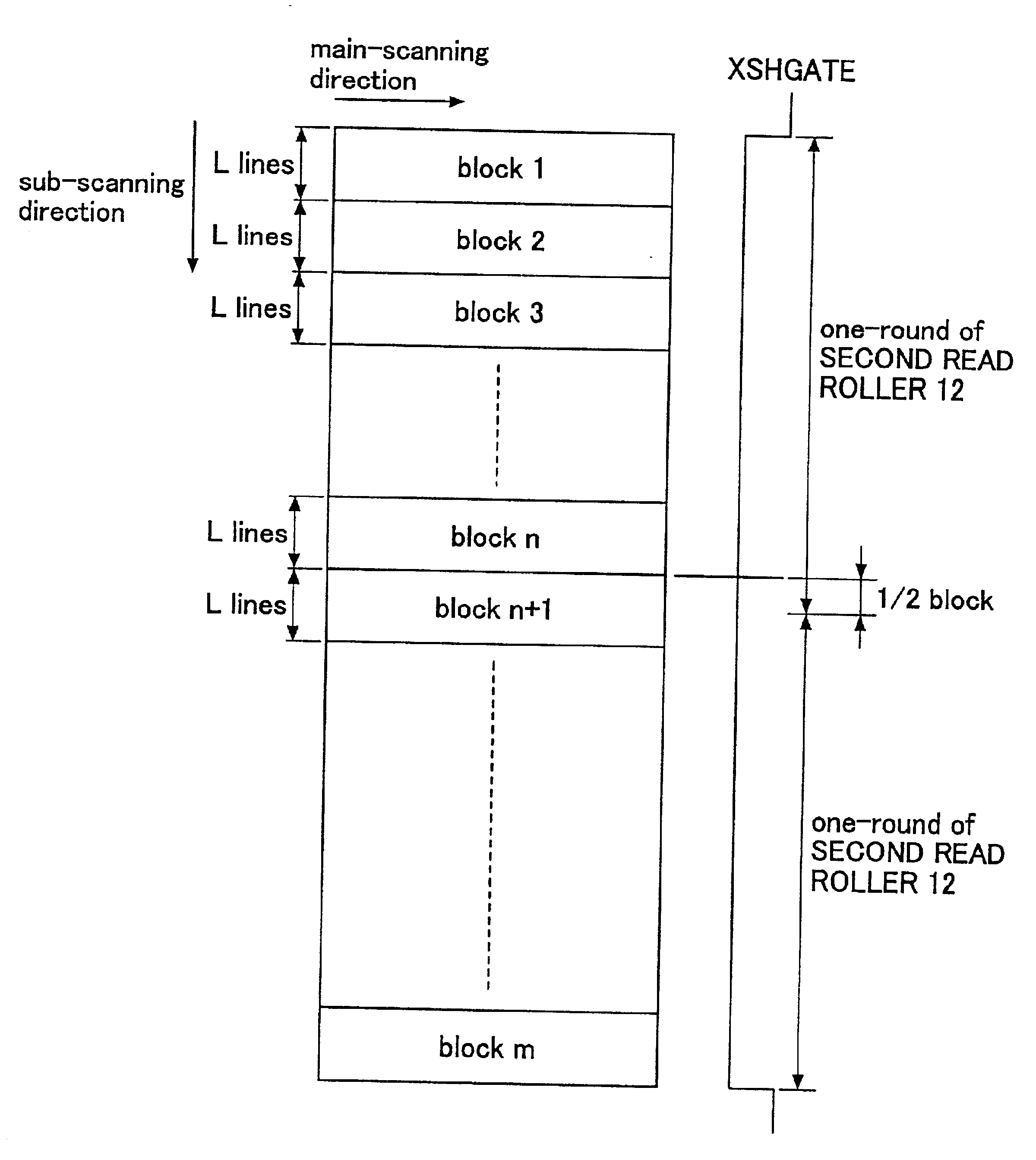 Image-reading device performing a white-shading correction by obtaining a peak value of average values of image data and read from a reference-white member in blocks as white-shading data