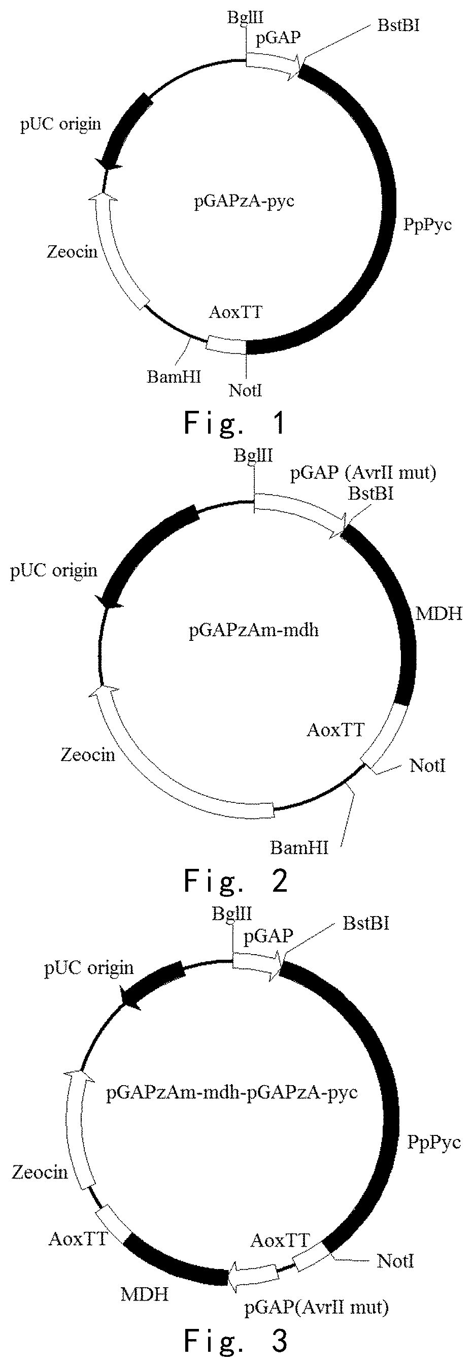 New mutant protein for improving malic acid yield