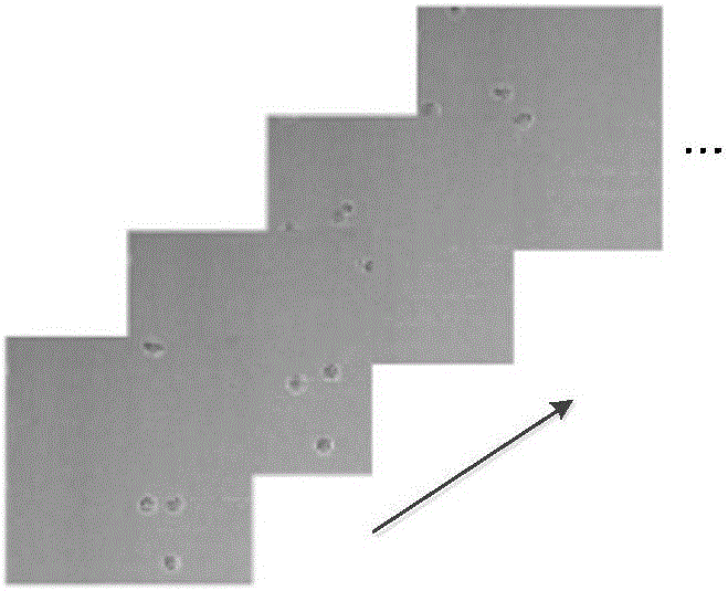 Multi-cell automatic tracking method based on multi-Bernoullie filter with label