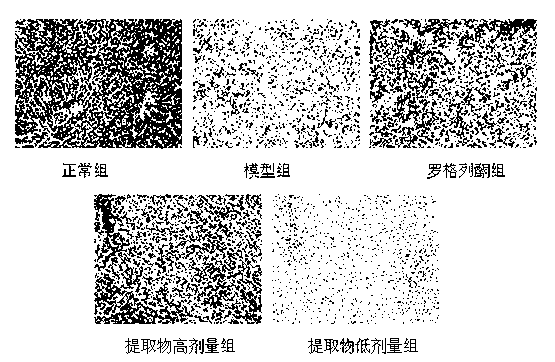 Extractive capable of reducing insulin resistance as well as preparation method and application thereof