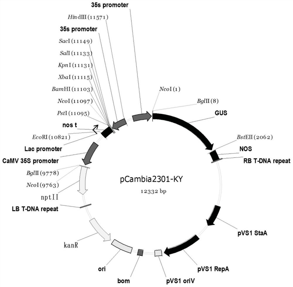 A kind of gene of transcription factor lcbhlh16421 of Liriodendron tulipifera and its application