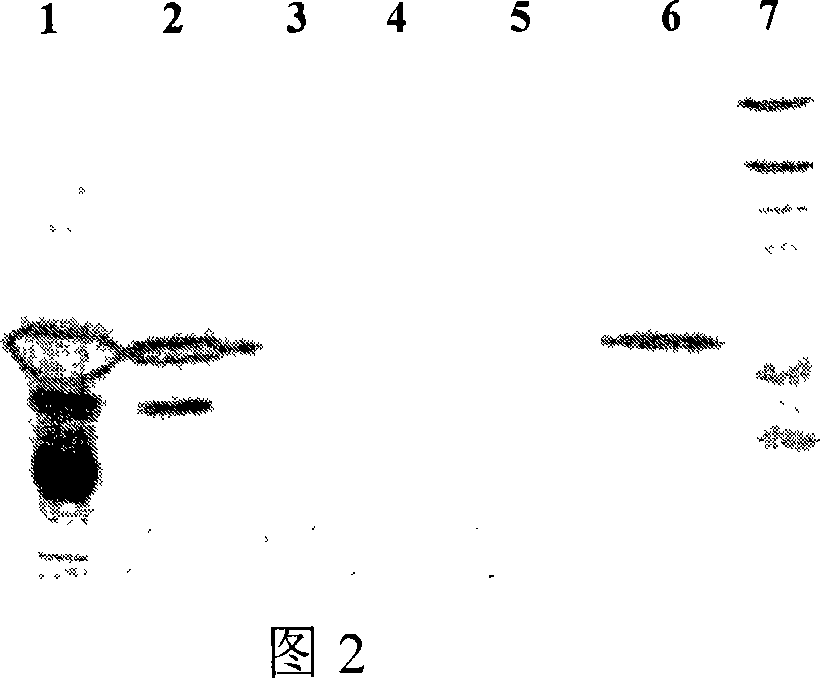 Method for highly efficient renaturation of membrane albumen