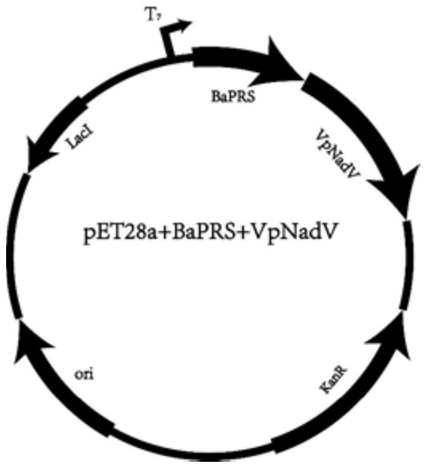 Enzyme gene suitable for efficiently synthesizing NAD (Nicotinamide Adenine Dinucleotide) derivative in microorganism