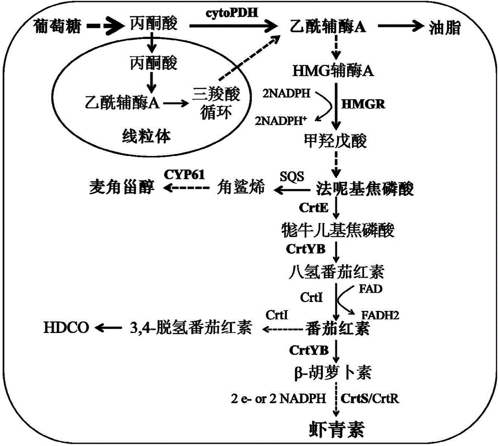 Red yeast engineering bacterium for high-yield production of astaxanthin and construction method thereof