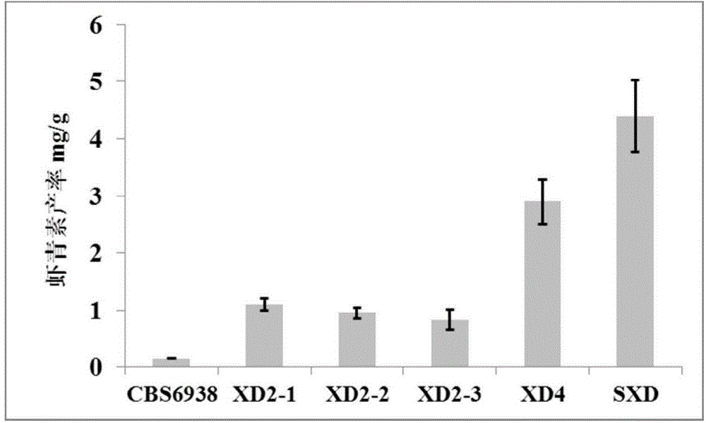 Red yeast engineering bacterium for high-yield production of astaxanthin and construction method thereof