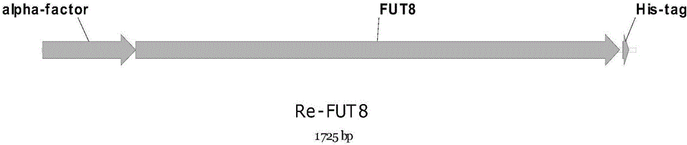 Method for secreting and producing human-derived core fucose-base transferases by aid of pichia pastoris expression systems