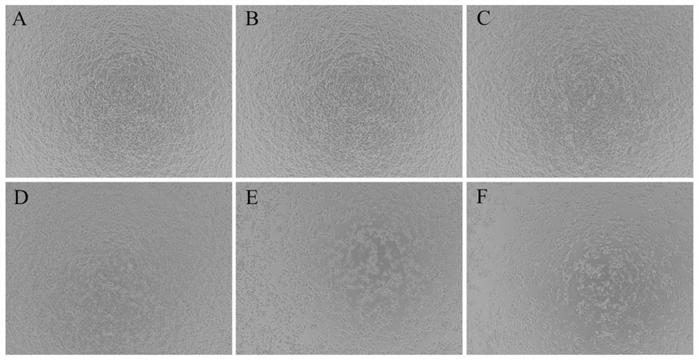 Method for establishing chicken liver injury cell model