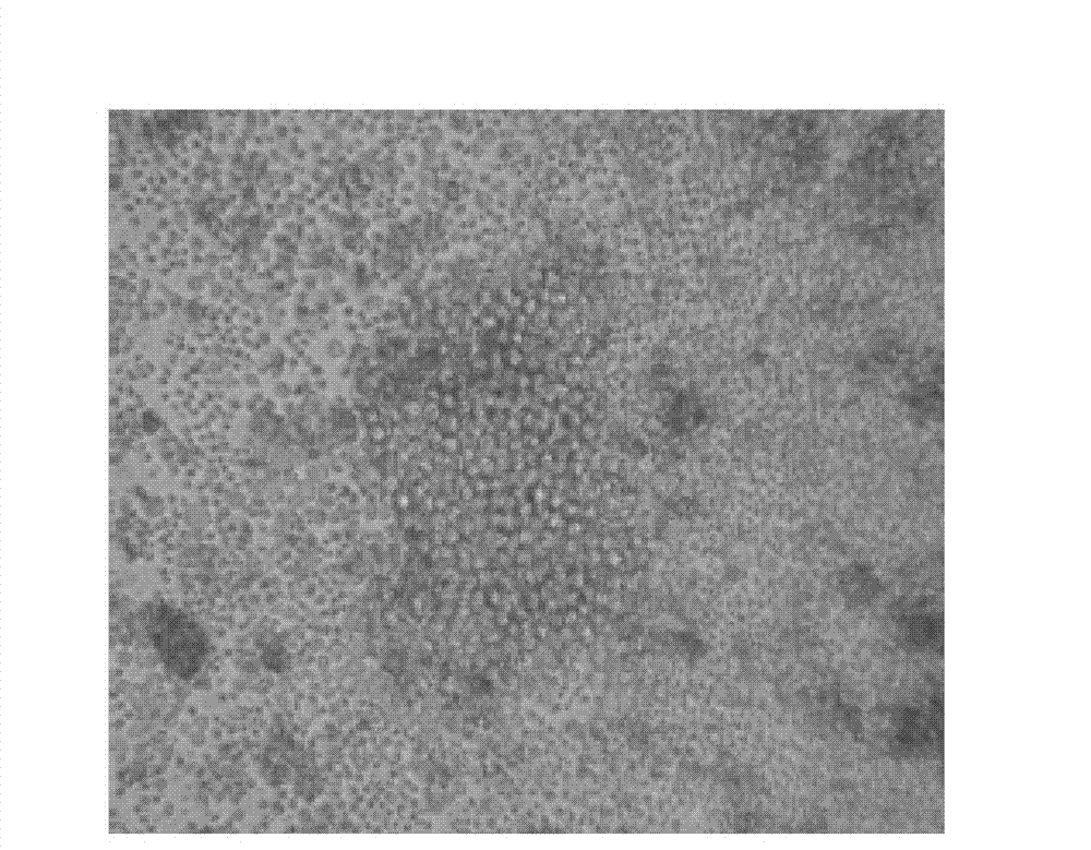 ELISA (enzyme-linked immunosorbent assay) method for quickly testing C-Myc by using monoclonal antibody