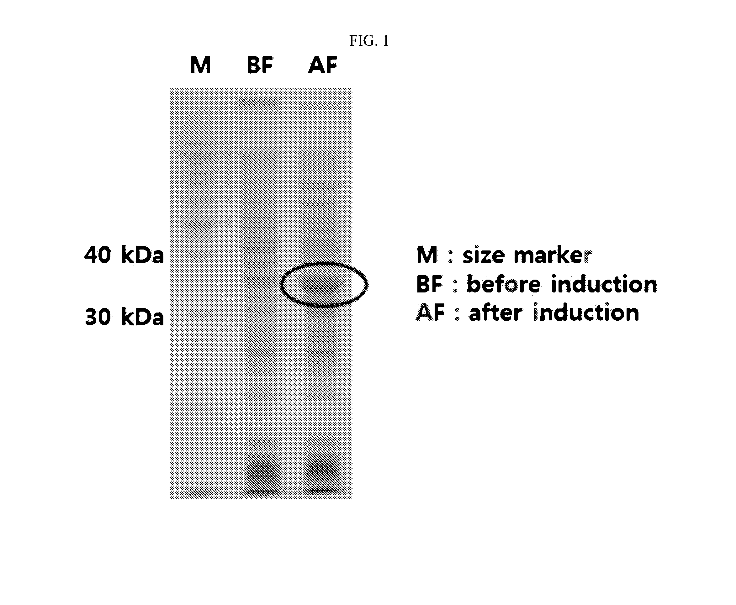 DNA aptamer specifically binding to pLDH (plasmodium lactate dehydrogenase)