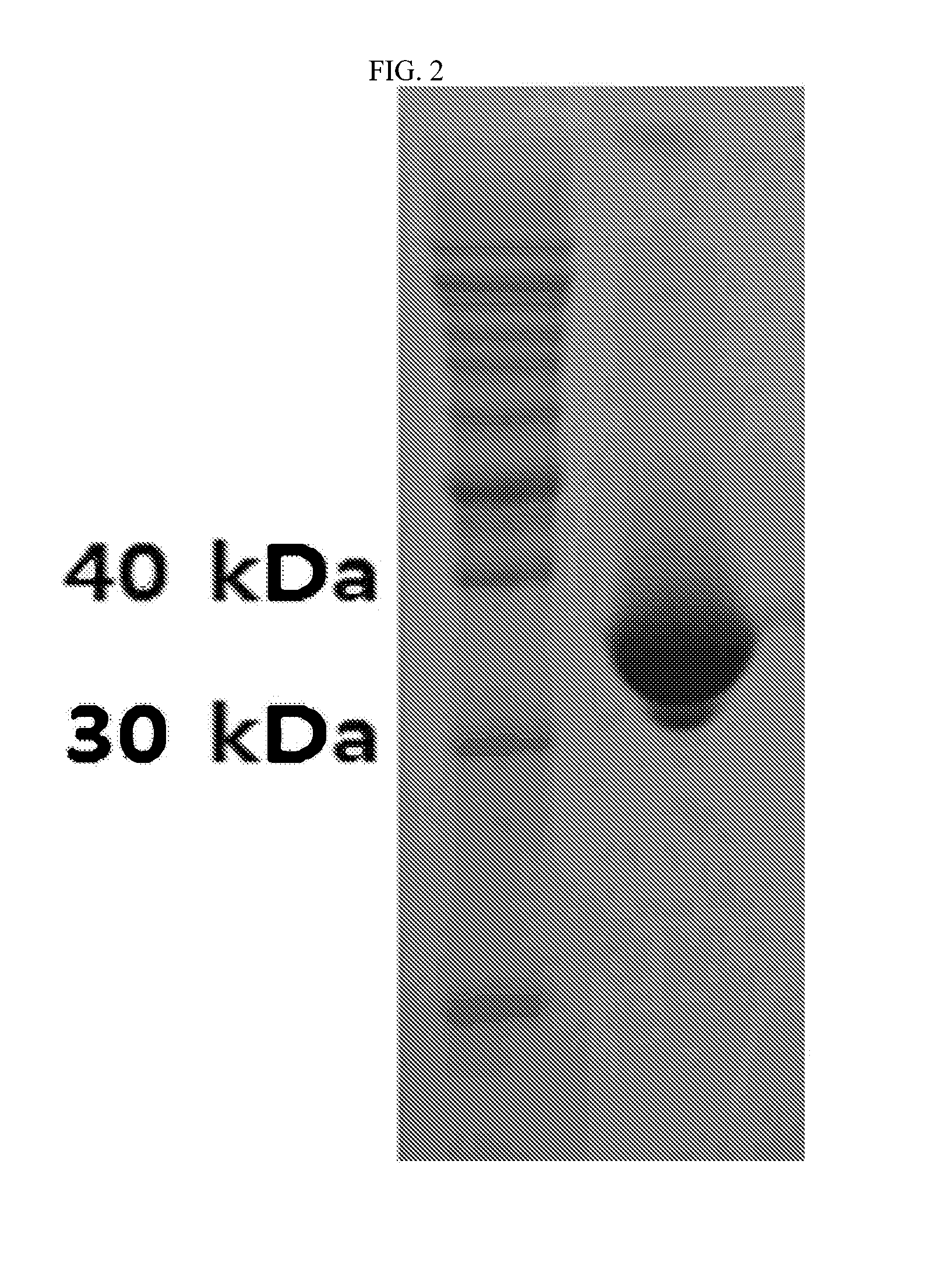 DNA aptamer specifically binding to pLDH (plasmodium lactate dehydrogenase)