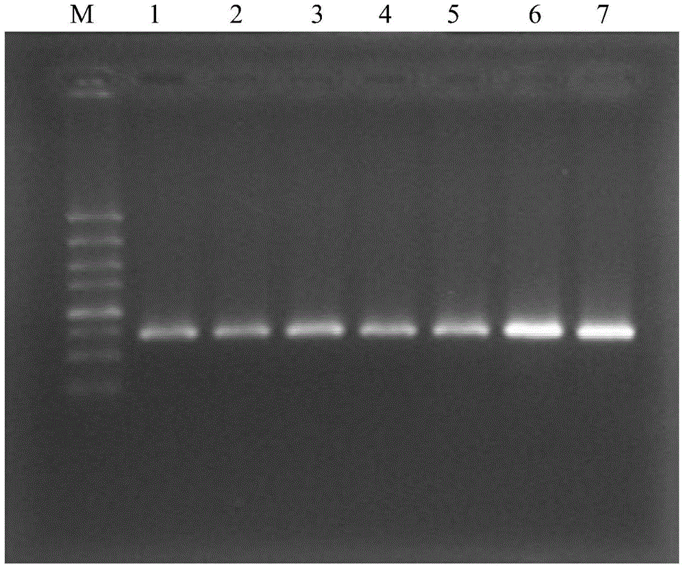 A PCR primer for identifying codling moth cell lines and its identification method