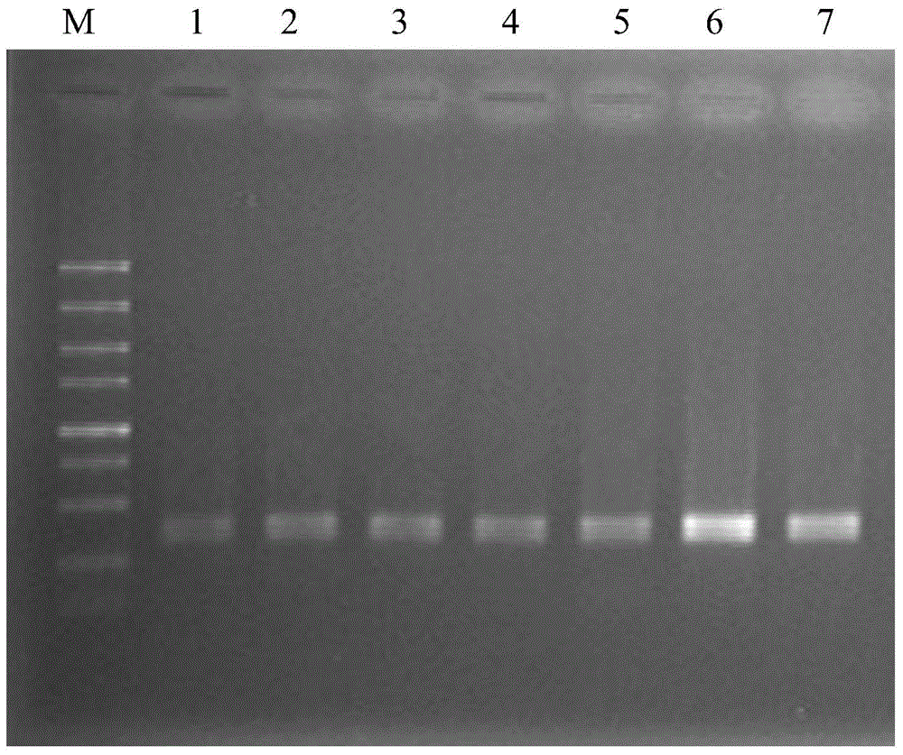 A PCR primer for identifying codling moth cell lines and its identification method