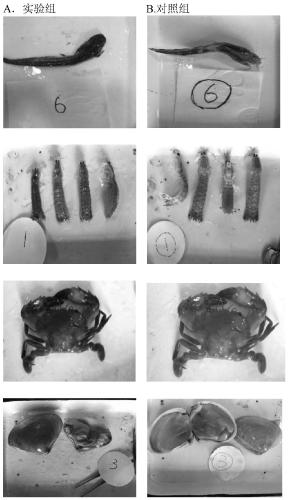 Environment-friendly composite mildew-proof preservative and application thereof