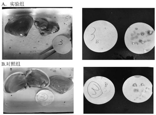 Environment-friendly composite mildew-proof preservative and application thereof