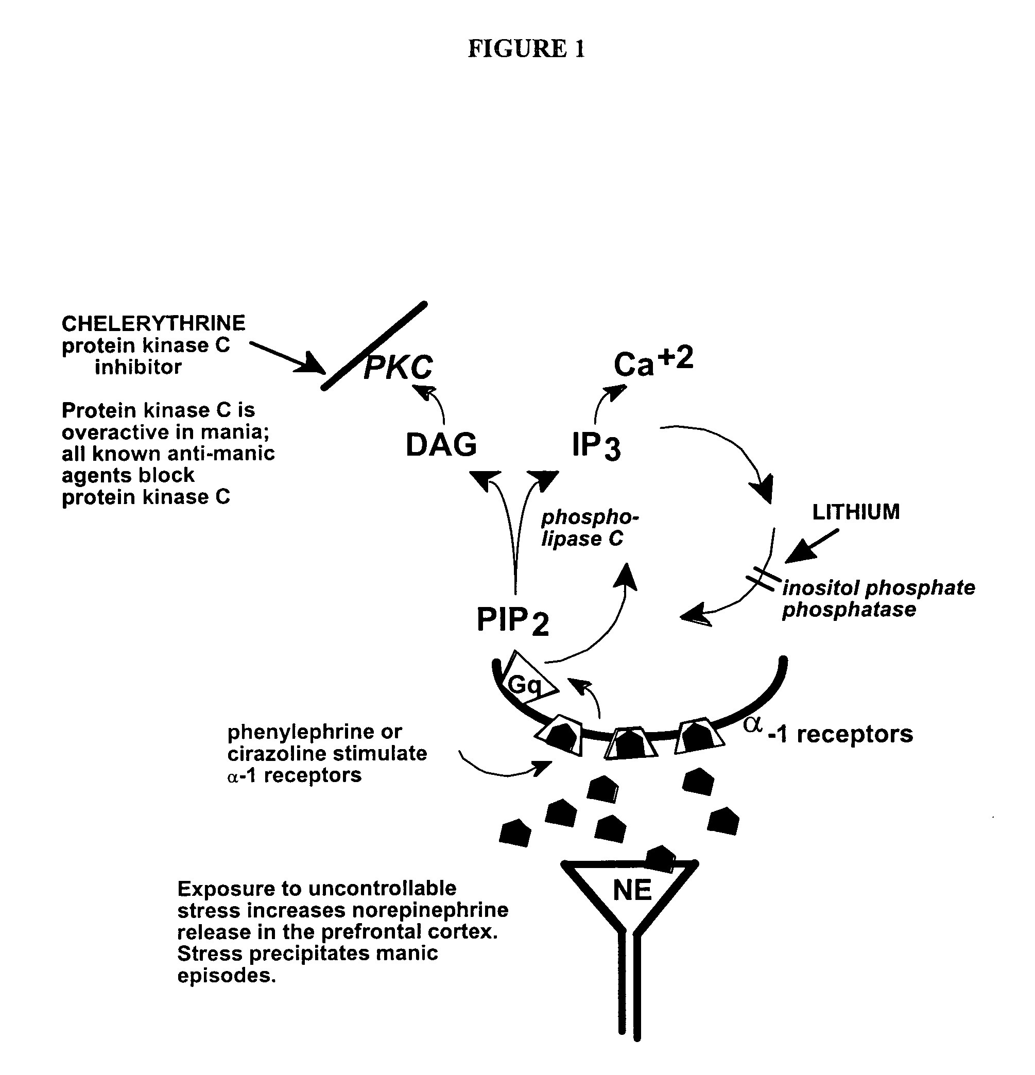 Chelerythrine, analogs thereof and their use in the treatment of bipolar disorder and other cognitive disorders