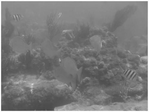 An underwater image enhancement method based on fish retinal mechanism