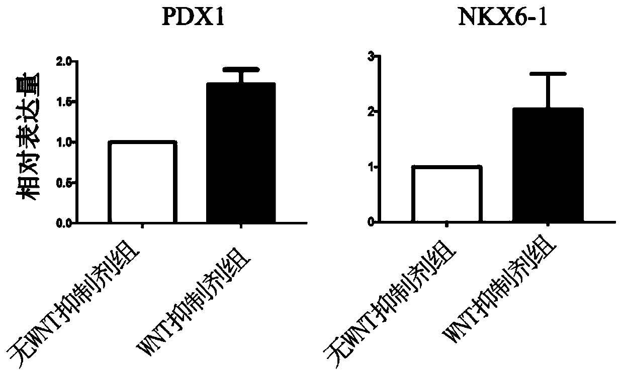 Method for obtaining pancreatic precursor cells and pancreatic beta cells through differentiation of human multipotential stem cells