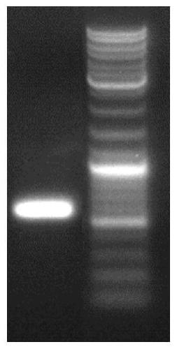 Method for preparing PD-L1 (programmed death-ligand 1) nanoantibody by immunizing alpacas with PD-L1 antigen