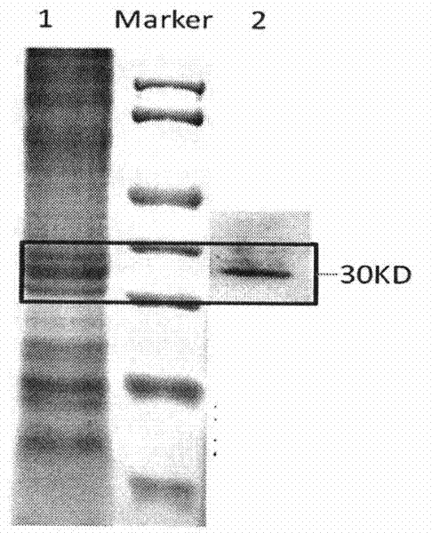 Polypeptide for localizing proteins on cell membranes and/or cell walls and application thereof