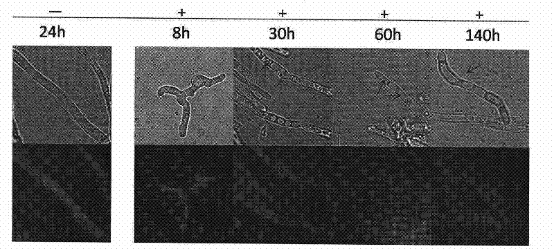 Polypeptide for localizing proteins on cell membranes and/or cell walls and application thereof