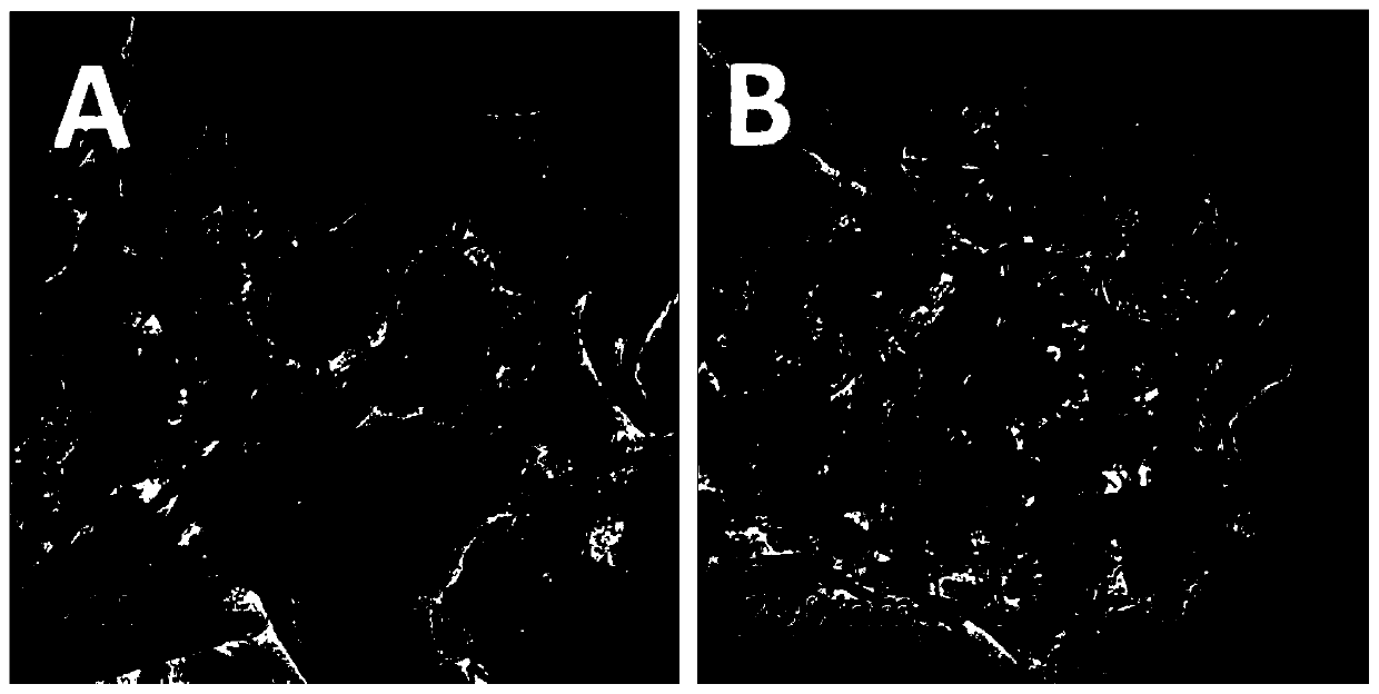 Supported composite transition metal oxide, preparation method and application thereof as catalyst