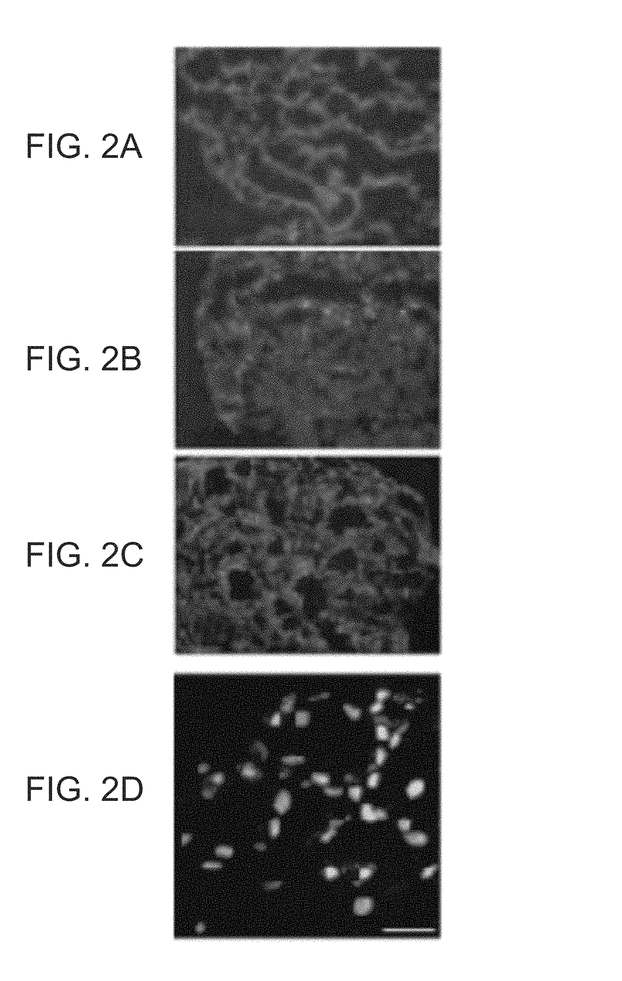 Methods of generating tissue using devitalized, acellular scaffold matrices derived from micro-organs