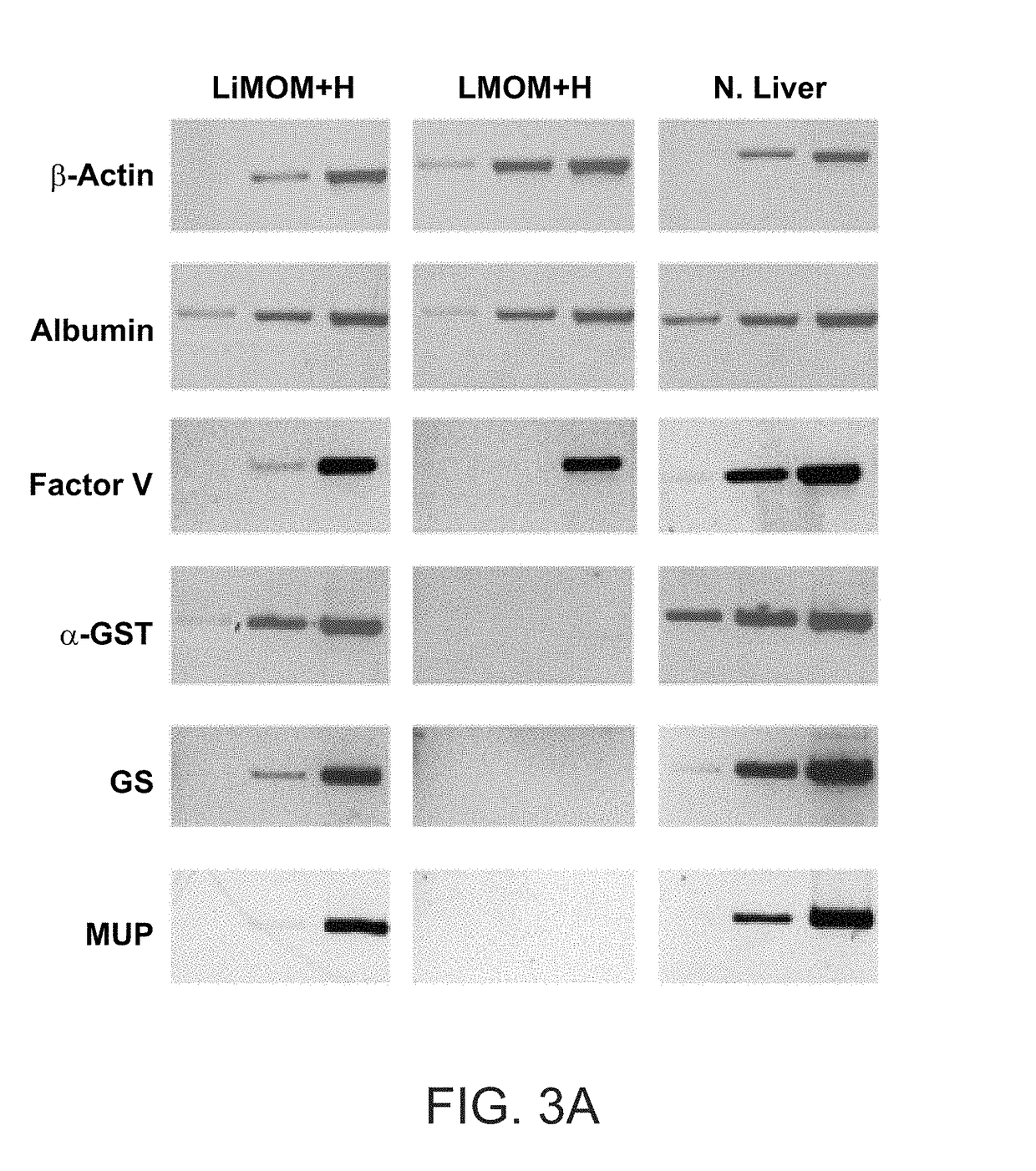 Methods of generating tissue using devitalized, acellular scaffold matrices derived from micro-organs