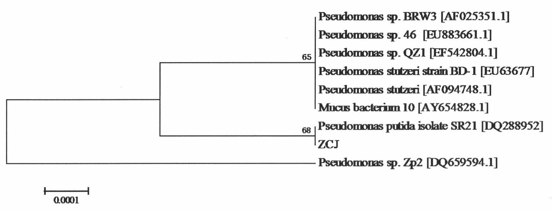 Pseudomonad ZCJ bacterial strain applied to nicotine degradation of tobacco and screening method and application thereof