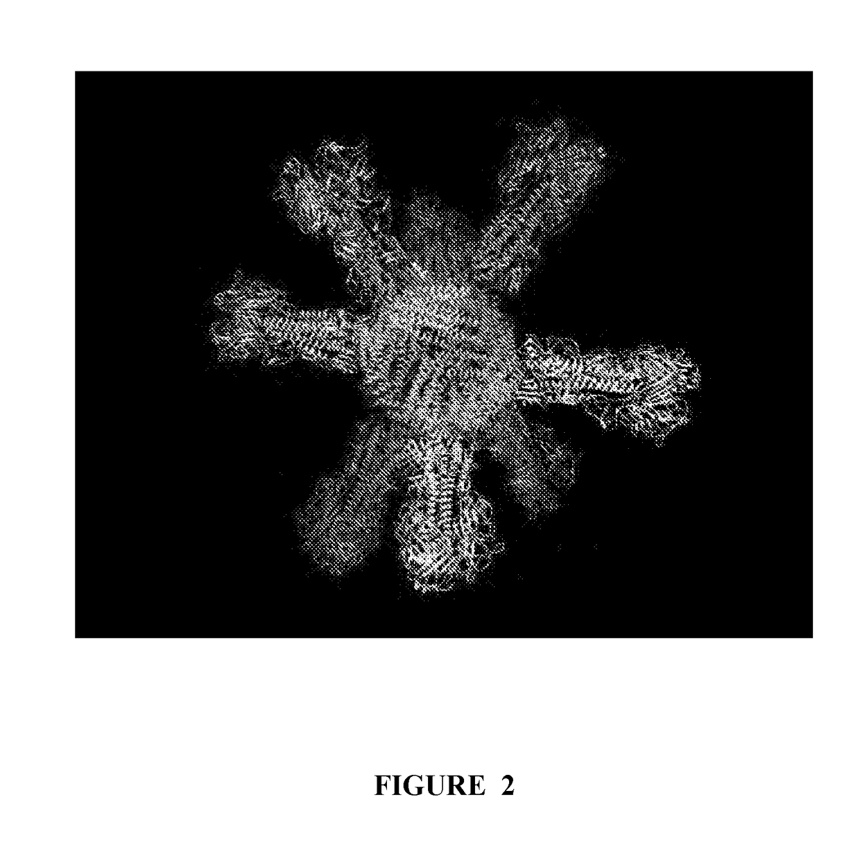 Nsp10 self-assembling fusion proteins for vaccines, therapeutics, diagnostics and other nanomaterial applications