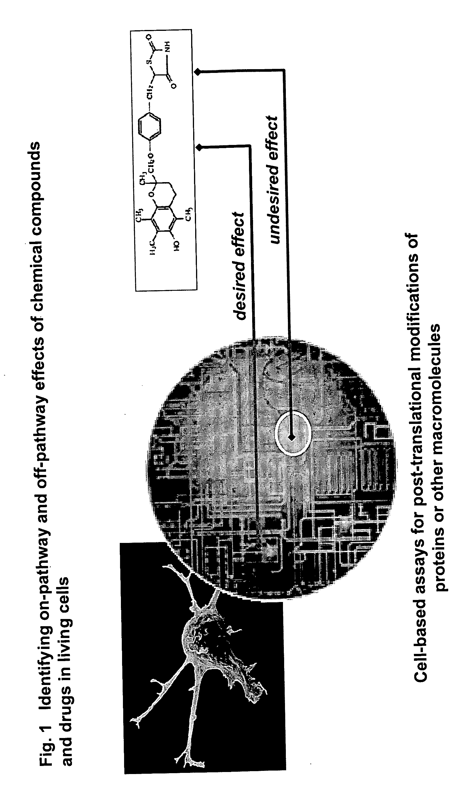 Pharmacological profiling of drugs with cell-based assays