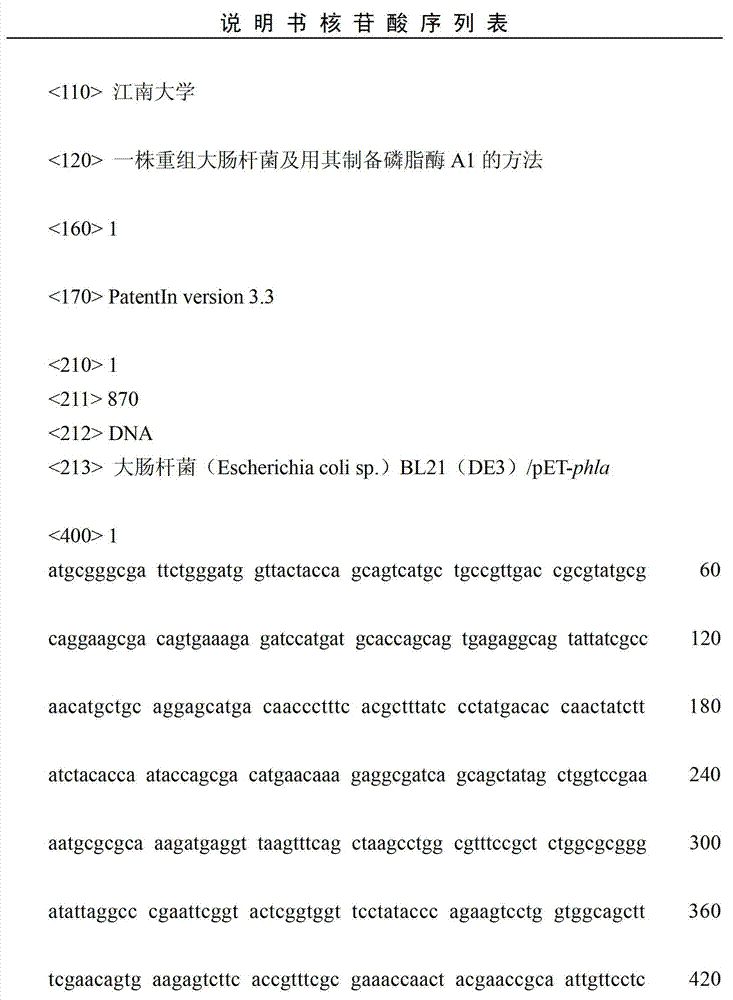 Recombinant escherichia coli and method for preparing phospholipase A1 by same