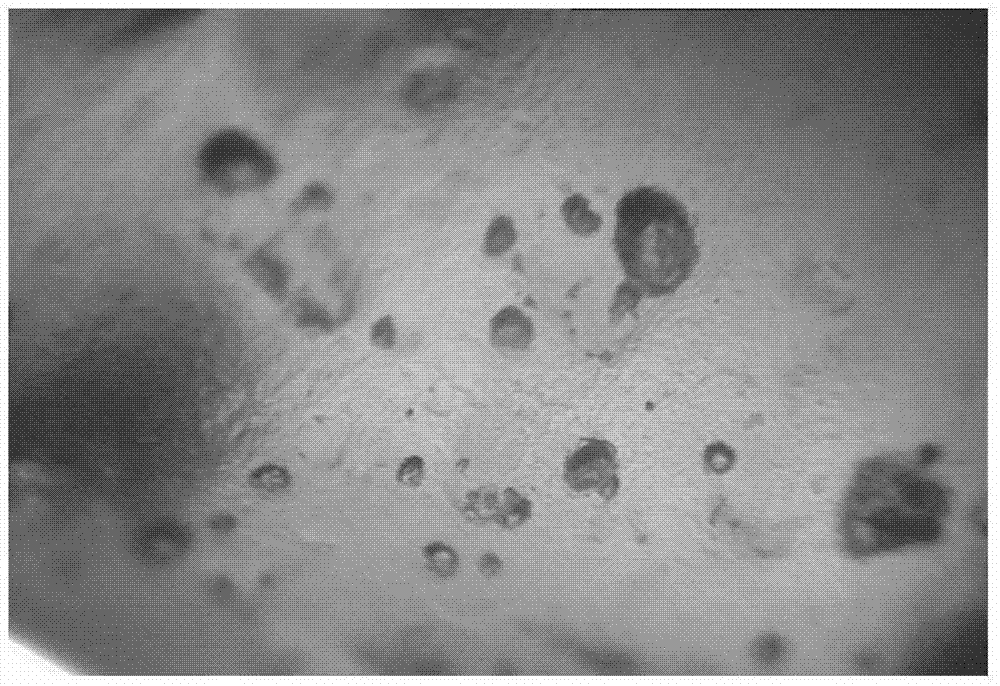 Instant curing rice with enriched nutrient and preparation method thereof