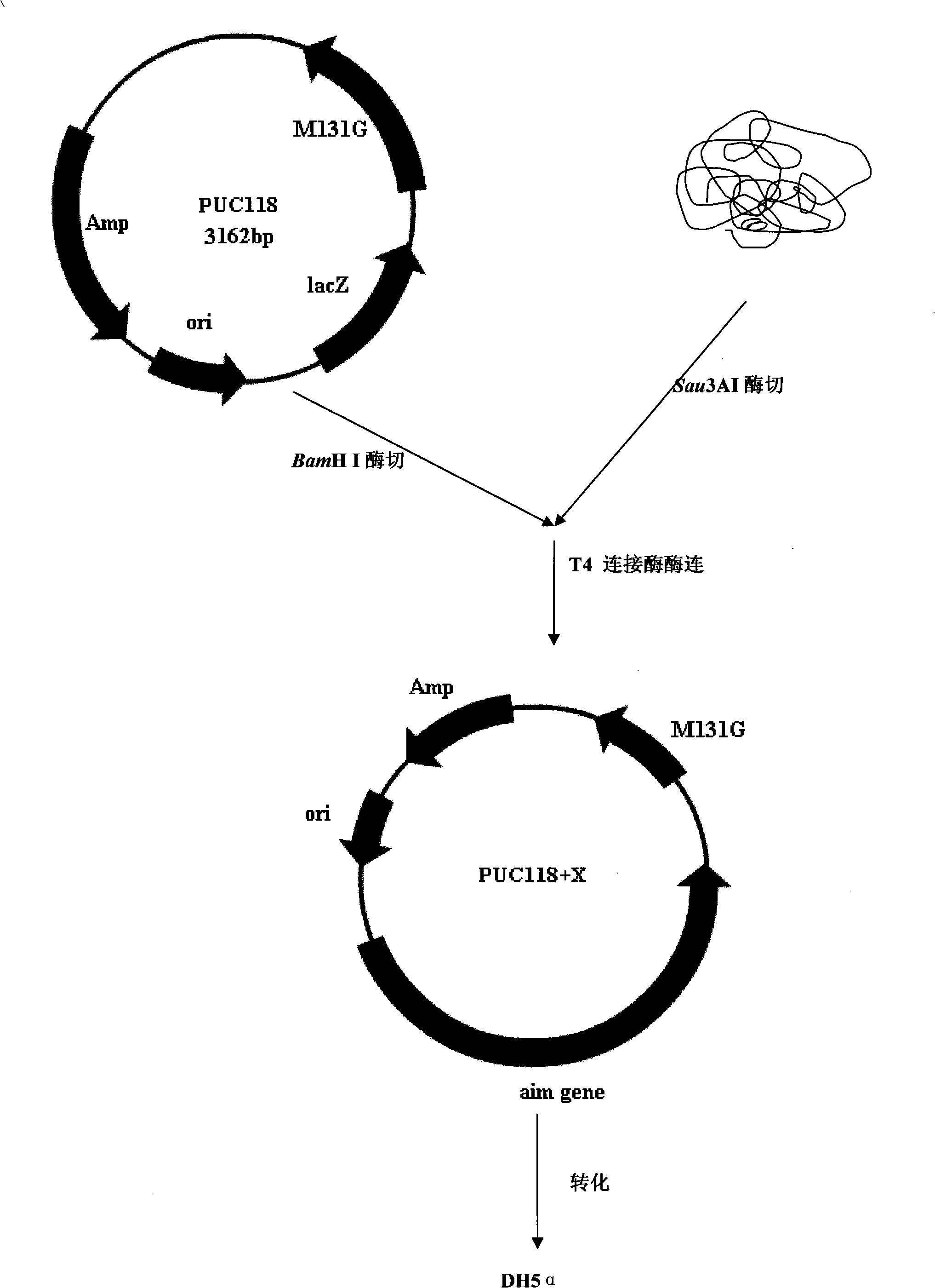 Pyrethroid insecticide hydrolytic enzyme genes