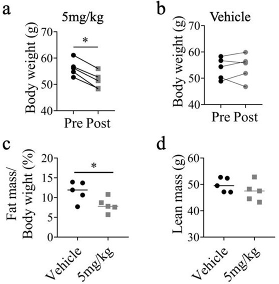 Application of brown adipocyte secretory peptide and derivative thereof to obesity prevention and treatment