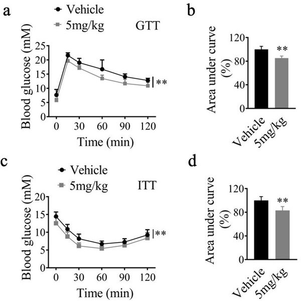 Application of brown adipocyte secretory peptide and derivative thereof to obesity prevention and treatment