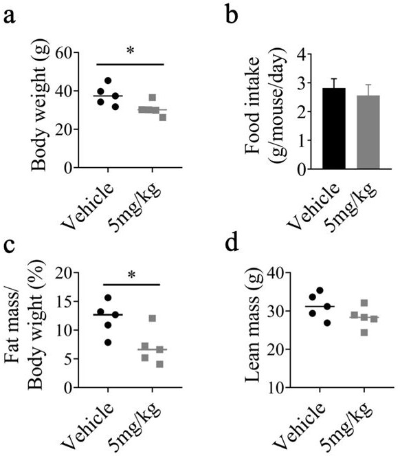 Application of brown adipocyte secretory peptide and derivative thereof to obesity prevention and treatment