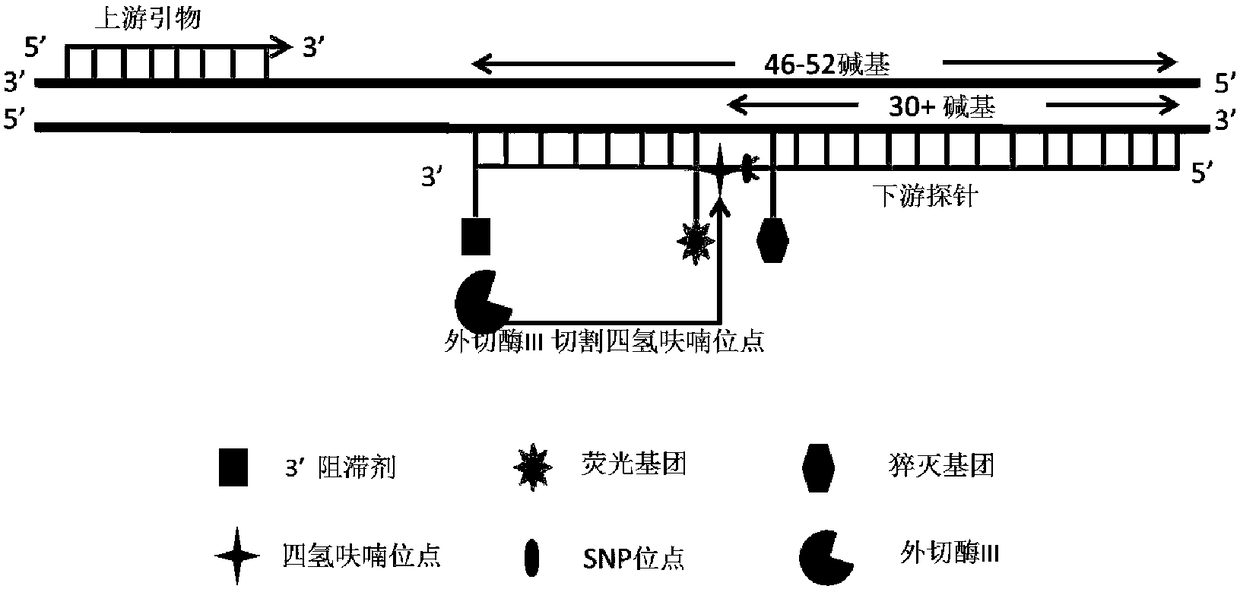 Probe and kit for detecting SNP (Single Nucleotide Polymorphism) site by utilizing recombinase mediated isothermal amplification method based on probe guidance