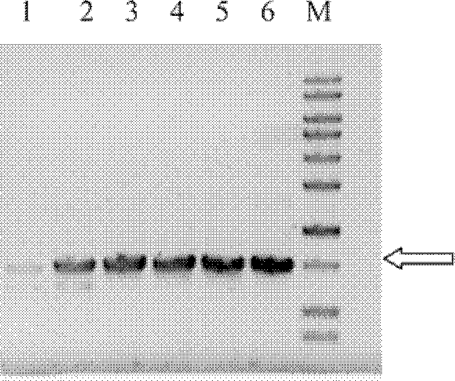 Chondrosulphatase B fusion protein, and coding gene and construction method thereof