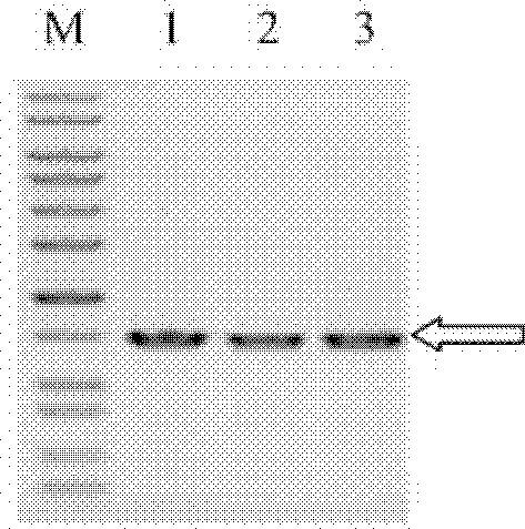 Chondrosulphatase B fusion protein, and coding gene and construction method thereof