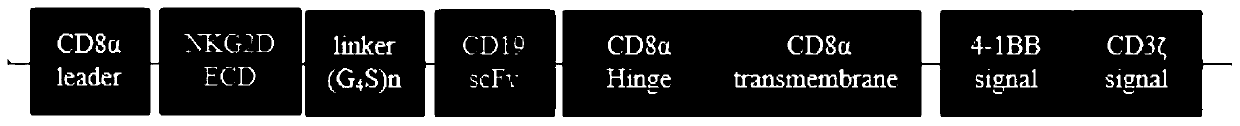 Double-target chimeric antigen receptor targeting NKG2D ligand and CD19 as well as expression vector and application thereof