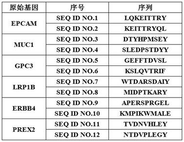 An antigen peptide related to esophageal cancer driver gene mutation and its application