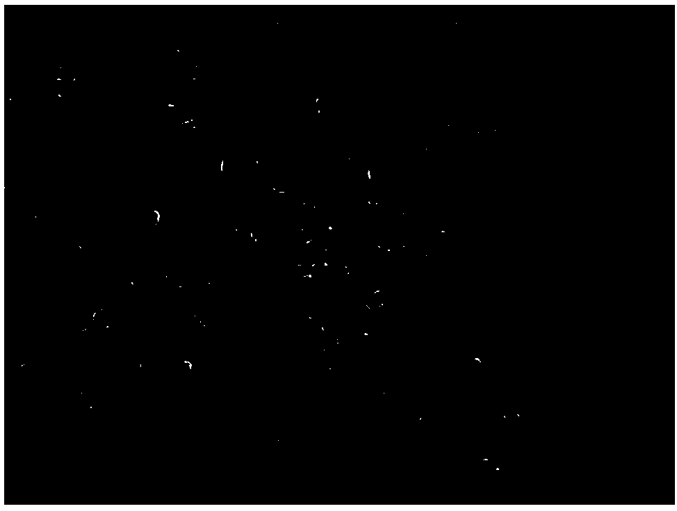 A human bronchial epithelial cell line hbe-tt