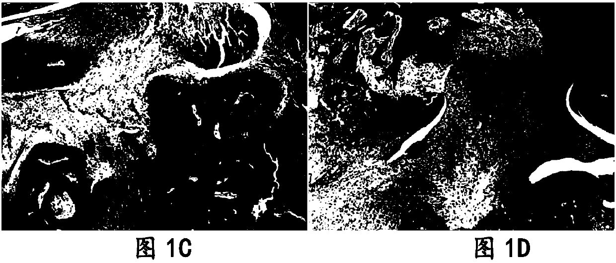 Application of polygonum cuspidatum, polydatin and emodin in treatment of rheumatoid arthritis