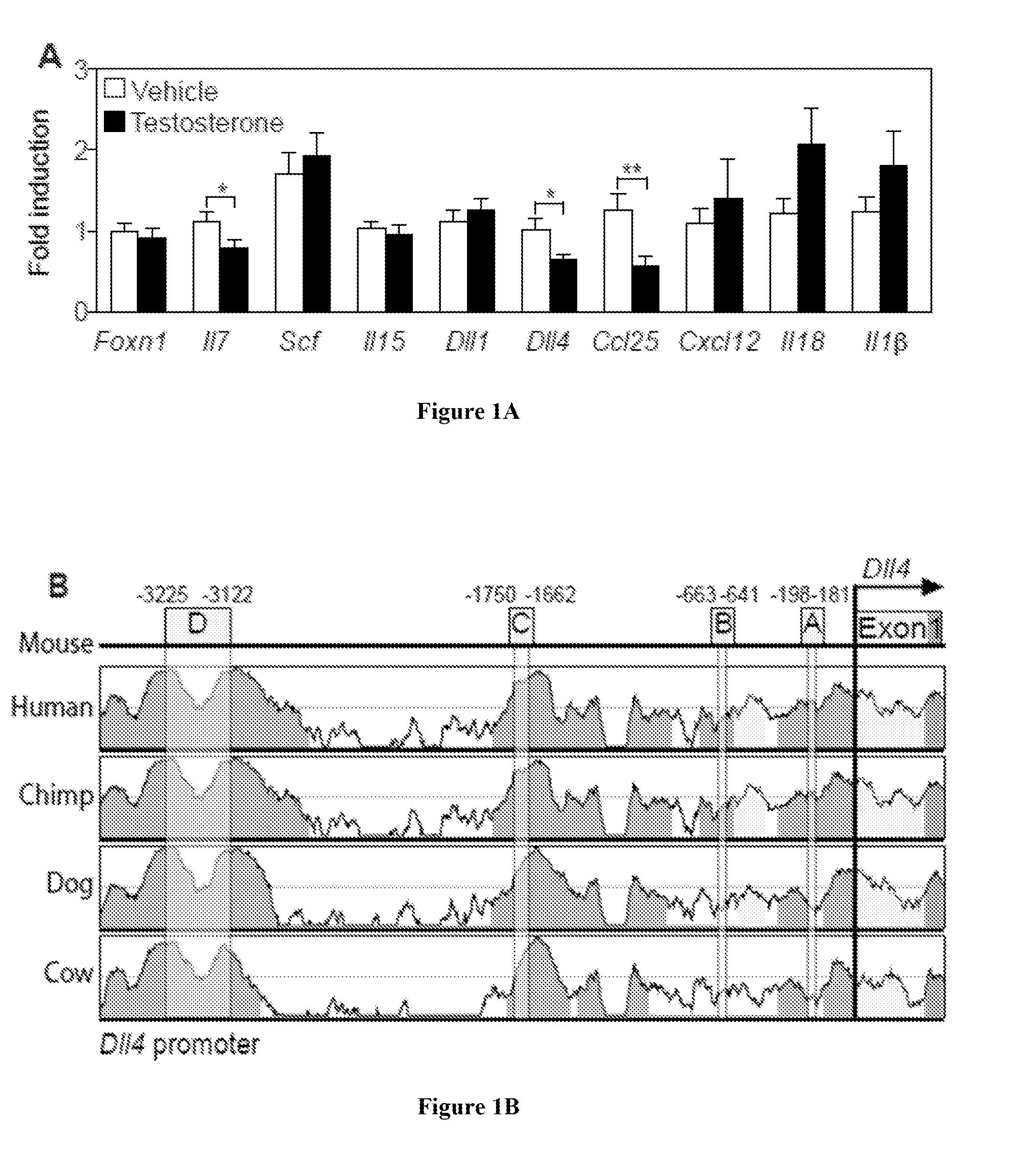 Hematopoietic recovery from radiation injury