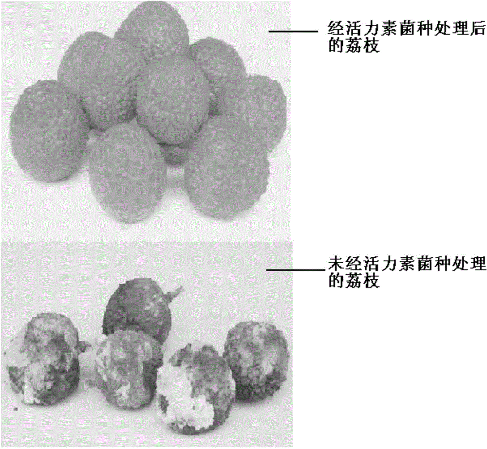 Active agent strain with strong fermentation capacity and health food